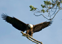 Eagle 2008